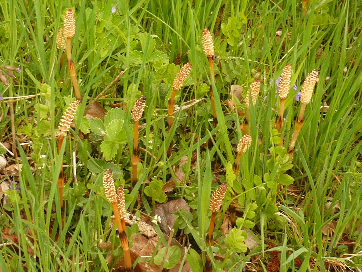 Equisetum arvense (Equisetaceae)